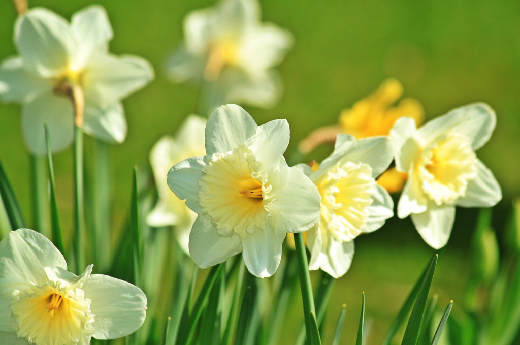 daffodil-733877_1280